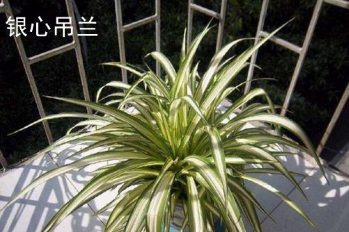 动漫新年快乐图片宝典婷深夜综合成人aⅴ网站，解锁你的节日创意无限可能！