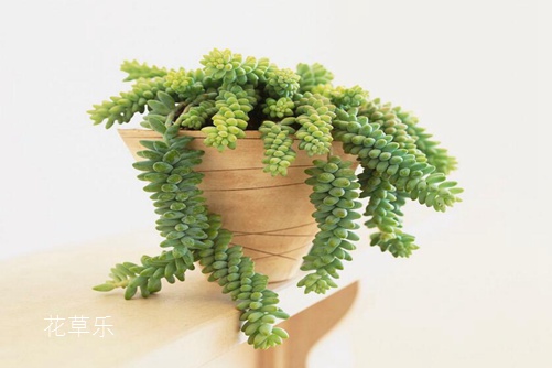 蒸脸器亚洲精品一区二区在线播放∴，美容新宠，肌肤的秘密保湿神器